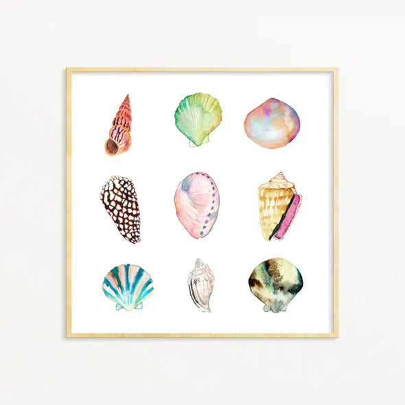 Print: Shell Collection