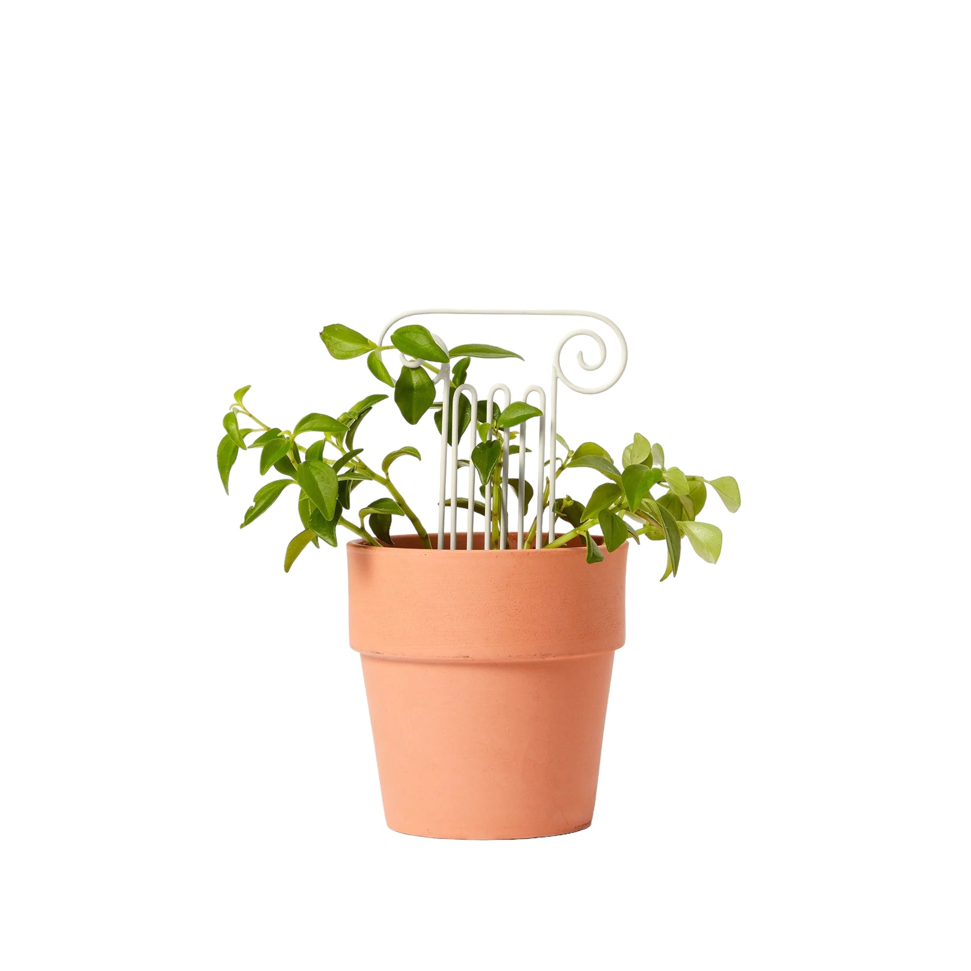 mini plant trellis Mini White Plant Trellis: Column