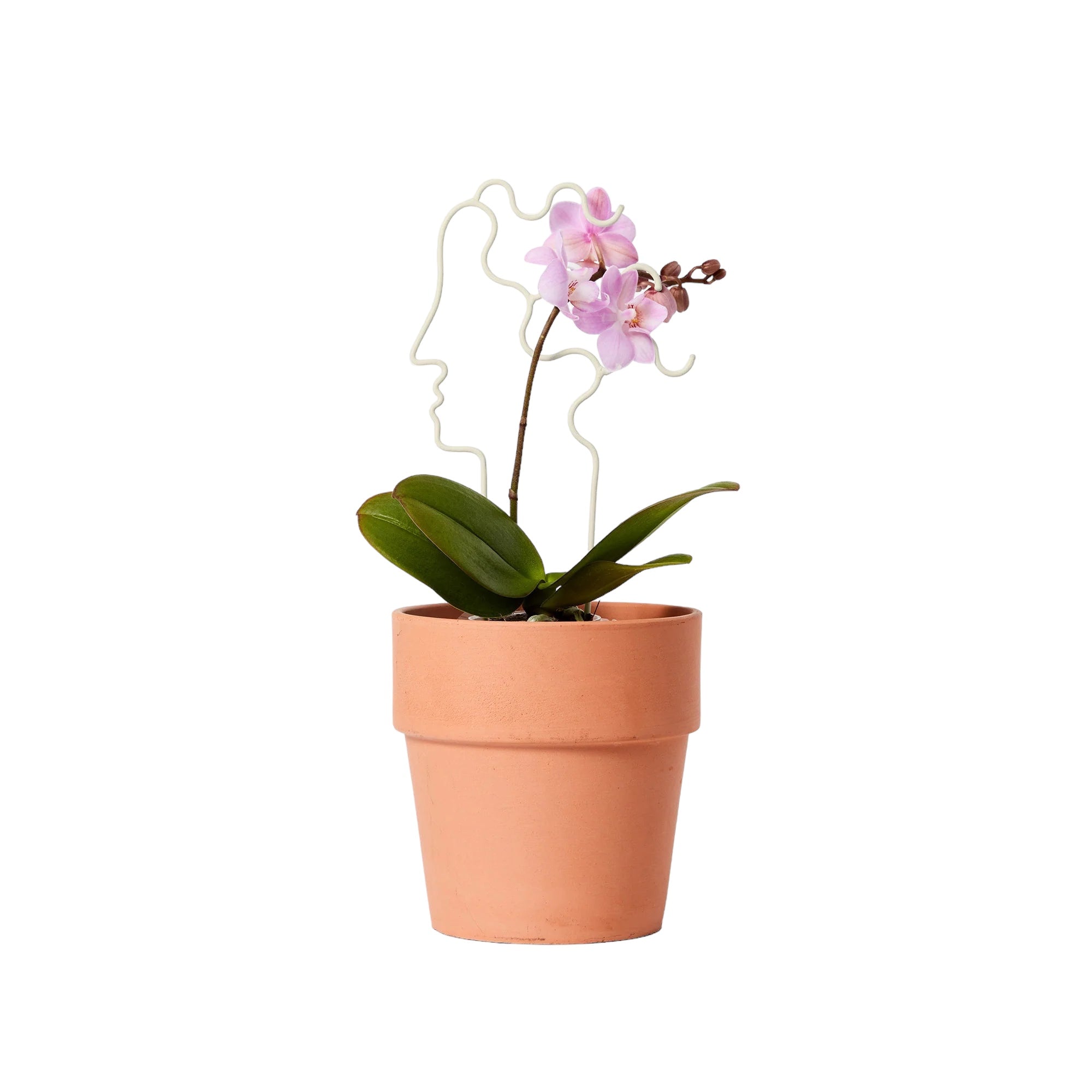 mini plant trellis Mini White Plant Trellis: Human – ICA Retail Store