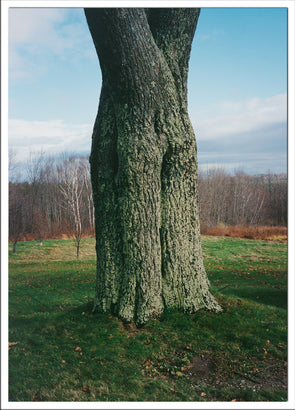 Postcard: Shaker Tree
