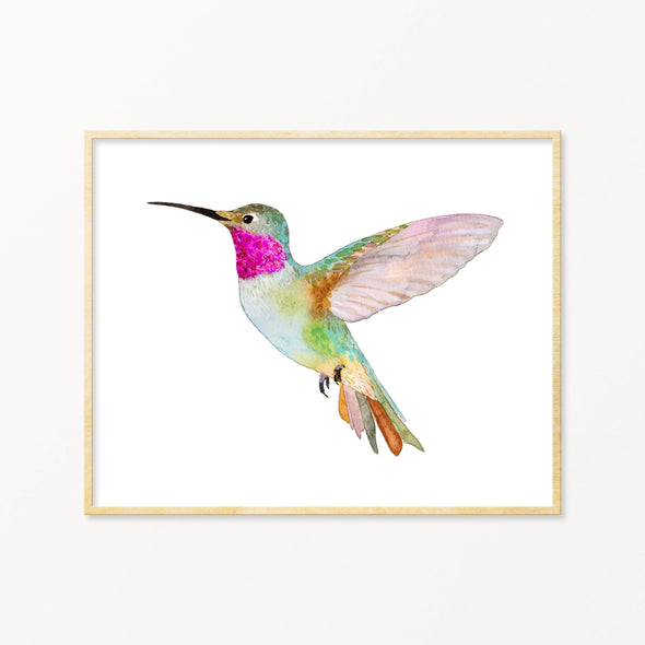 Broad-Tailed Hummingbird