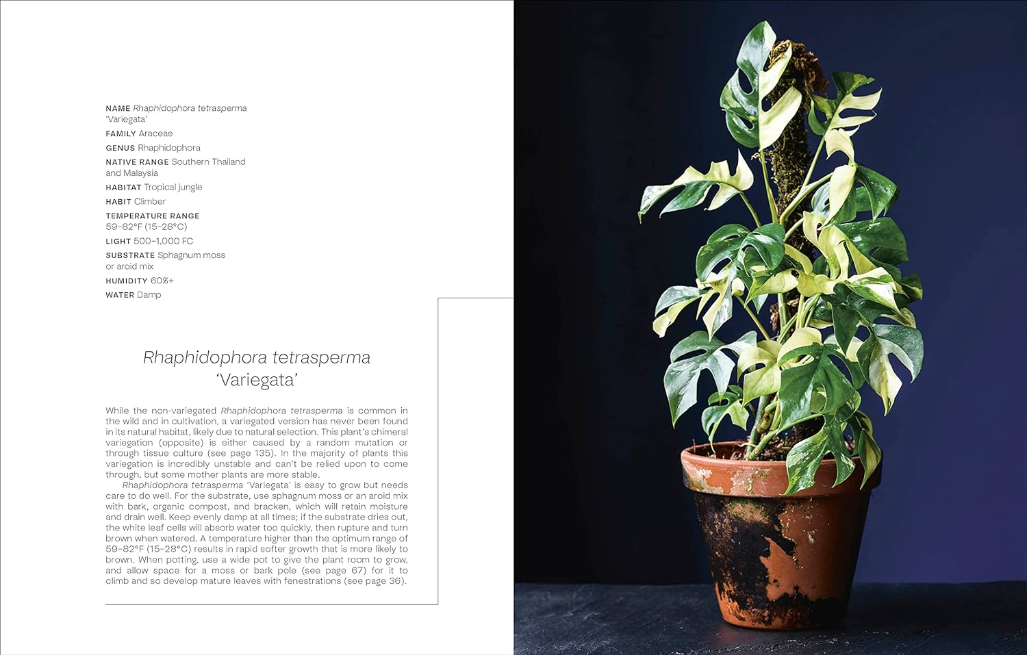 house plants in their natural habitat Not Another Jungle – ICA Retail Store