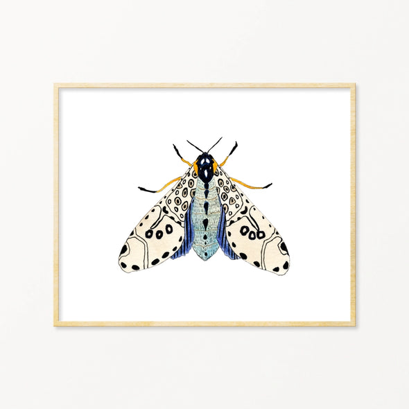 Moth #6