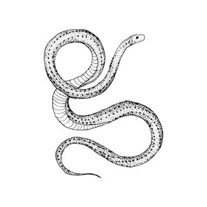 Tattoo Set of 2: Serpent
